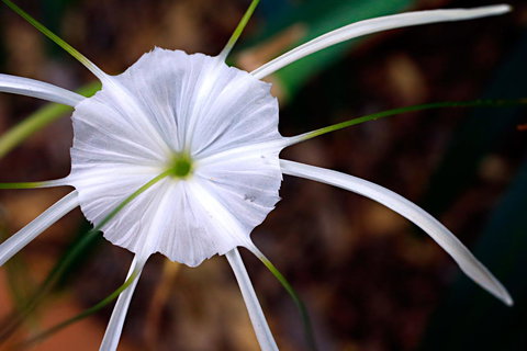 Habitat Resort - VIC Tourism 39