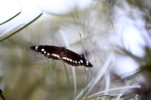 Habitat Resort - VIC Tourism 42