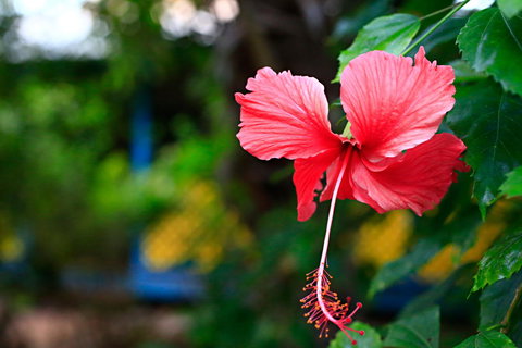 Habitat Resort - VIC Tourism 41