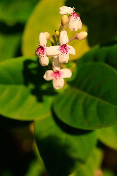 Habitat Resort - VIC Tourism 38