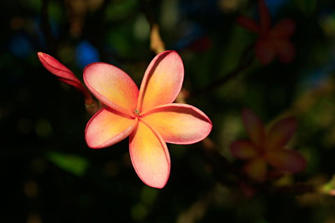 Habitat Resort - VIC Tourism 37