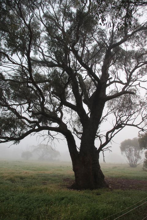 Daisy Cottage - VIC Tourism 23