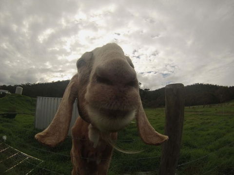 Tanen Farm - VIC Tourism 7