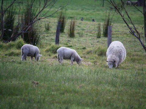Tanen Farm - VIC Tourism 11