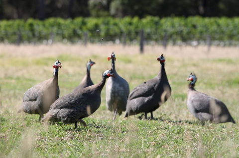 Windfall Estate Vineyard Cottage - VIC Tourism 27