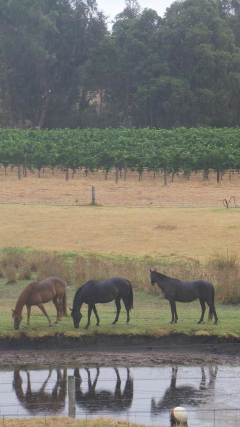 Windfall Estate Vineyard Cottage - VIC Tourism 26