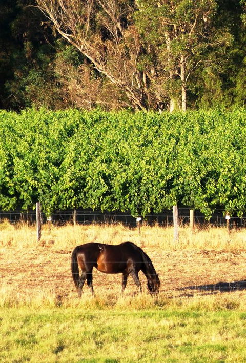 Windfall Estate Vineyard Cottage - VIC Tourism 18