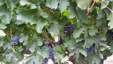 Windfall Estate Vineyard Cottage - VIC Tourism 29