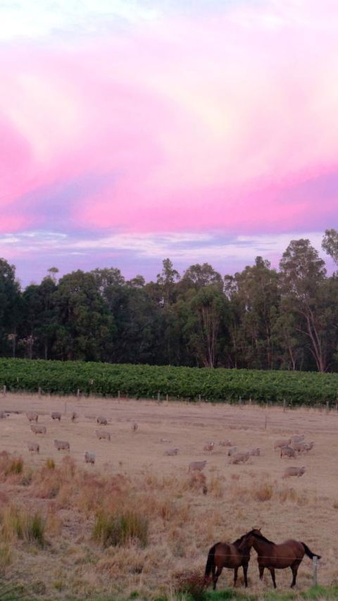 Windfall Estate Vineyard Cottage - VIC Tourism 25