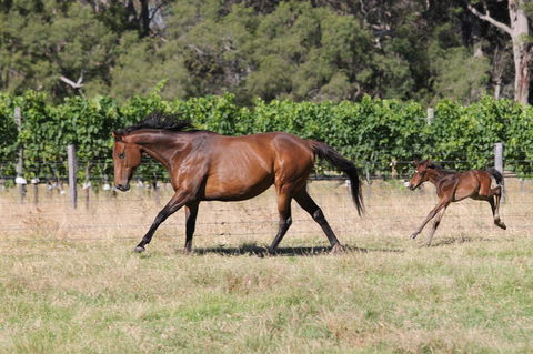 Windfall Estate Vineyard Cottage - VIC Tourism 17
