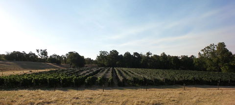 Windfall Estate Vineyard Cottage - VIC Tourism 28