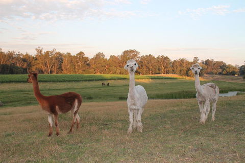 Windfall Estate Vineyard Cottage - VIC Tourism 21