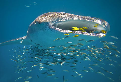 Sal Salis Ningaloo Reef - VIC Tourism 20
