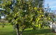 Grace Cottage - thumb 11