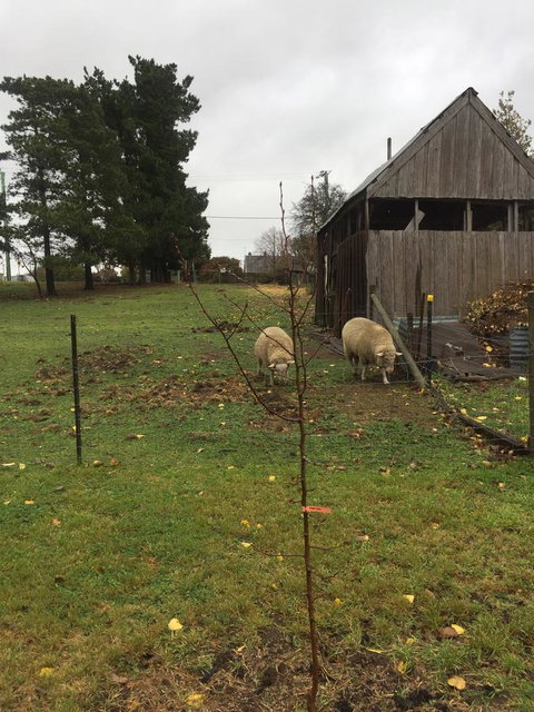 White Croft Cottage - VIC Tourism 7