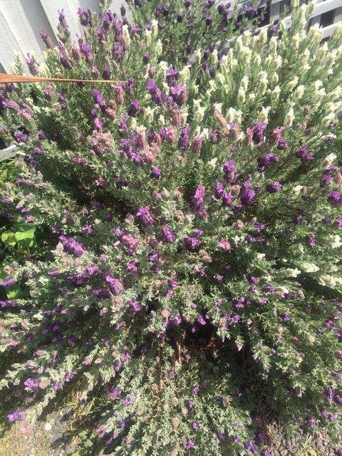 White Croft Cottage - VIC Tourism 5