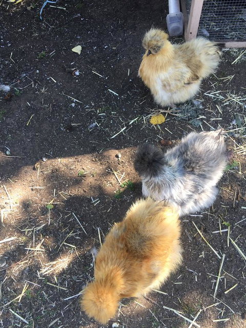 White Croft Cottage - VIC Tourism 11