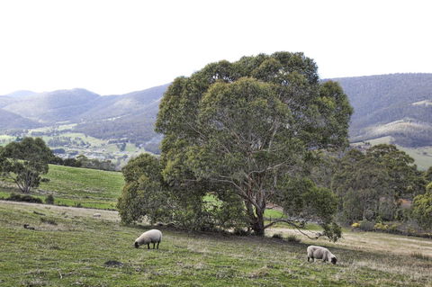 House On The Hill Bed And Breakfast - VIC Tourism 15