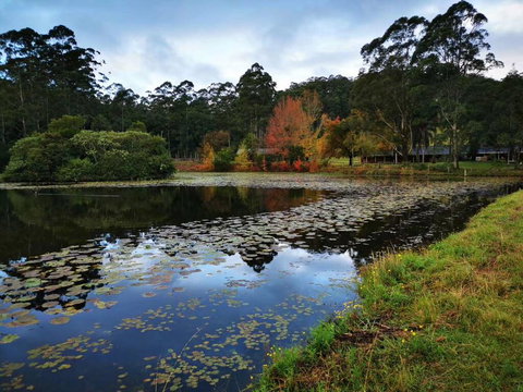 OCT Forest Lodge - VIC Tourism 2