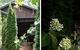 Oscar's Garden - thumb 2