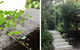 Oscar's Garden - thumb 1