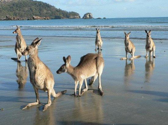 Daydream Island QLD VIC Tourism