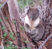 Stringybark Hills Retreat - VIC Tourism