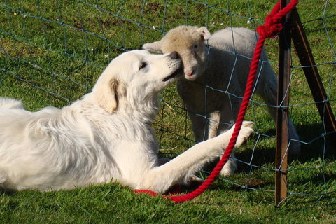 Buttons Cottage For Canyon & Rain Forest Walks With In House Dining - VIC Tourism 32