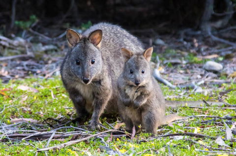 Three Beaches - VIC Tourism 44