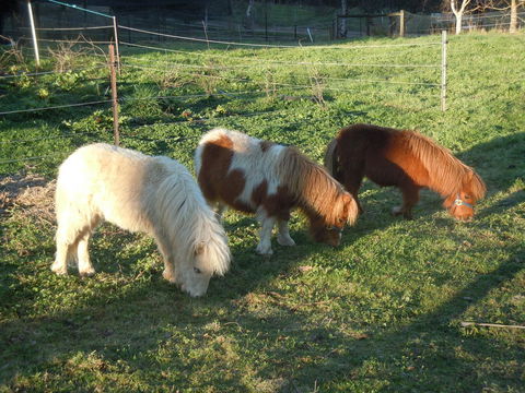 Whispering Spirit Holiday Cottages & Mini Ponies - VIC Tourism 15