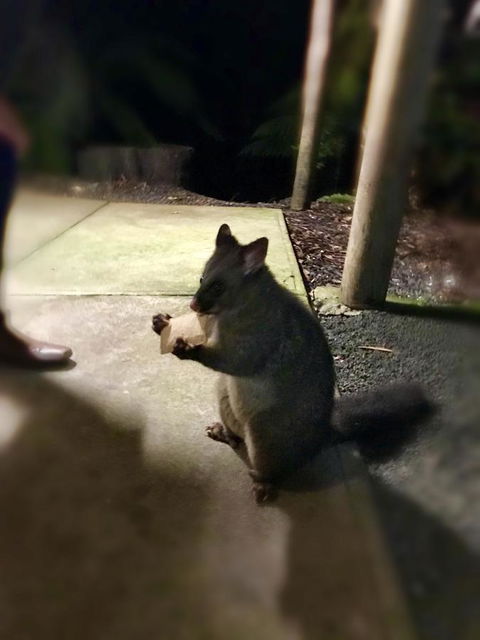 Lemonthyme Wilderness Retreat - VIC Tourism 34