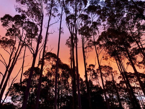 Lemonthyme Wilderness Retreat - VIC Tourism 8