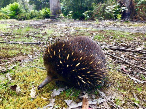 Lemonthyme Wilderness Retreat - VIC Tourism 13