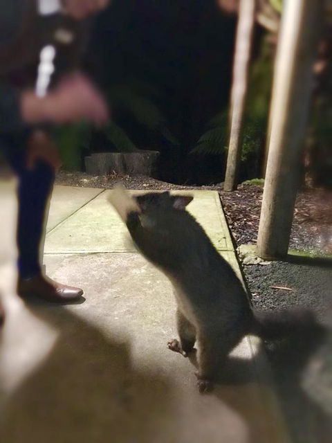 Lemonthyme Wilderness Retreat - VIC Tourism 35