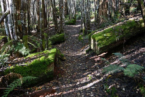 Lemonthyme Wilderness Retreat - VIC Tourism 22