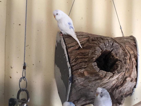 Blue Wren Bungalow - VIC Tourism 12