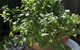 Flora Hill Creek Views - thumb 11