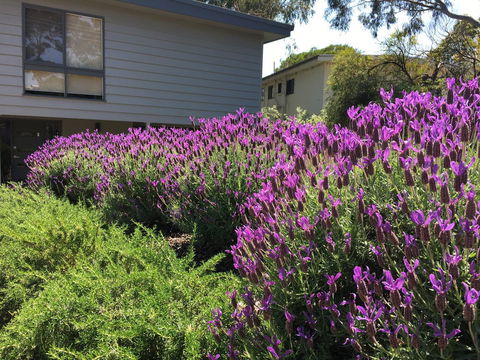 Kookas Retreat - VIC Tourism 14