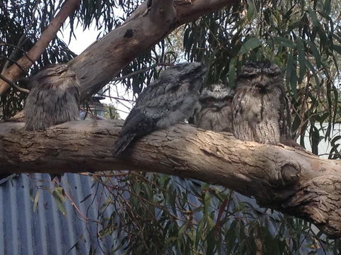 Kookas Retreat - VIC Tourism 15