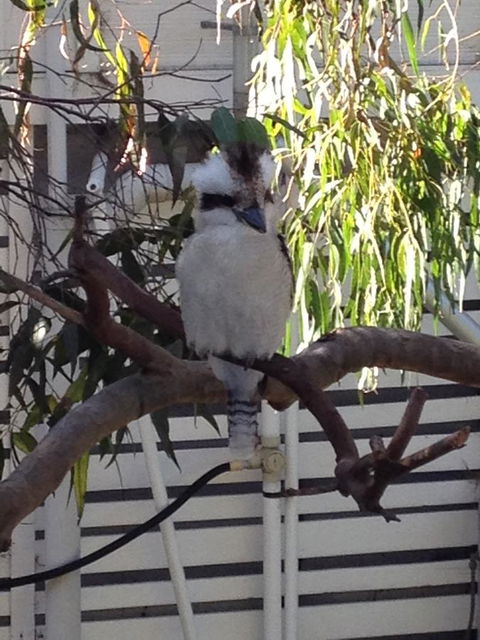 Kookas Retreat - VIC Tourism 16