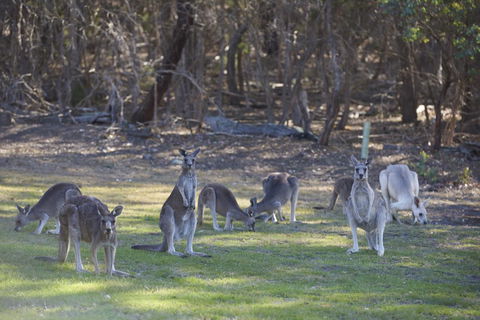 Yering Gorge Cottages - VIC Tourism 14