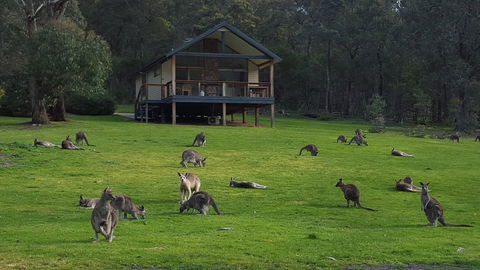 Yering Gorge Cottages - VIC Tourism 6