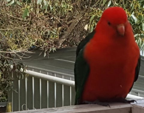 Wilsons Promontory Motel - VIC Tourism 23