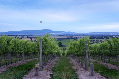 Balgownie Estate Yarra Valley - VIC Tourism 37