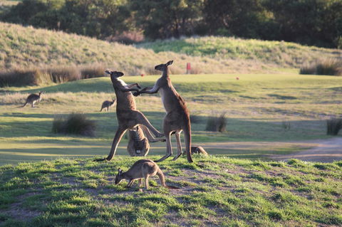 Yarra Valley Lodge - VIC Tourism 38