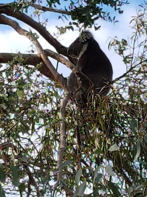 Beach Retreat Apartment Marengo - VIC Tourism 12