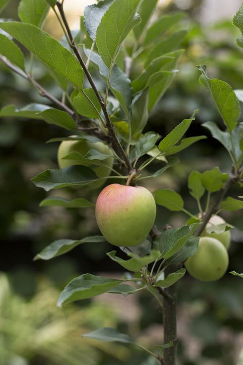 Botanica Editions - VIC Tourism 37