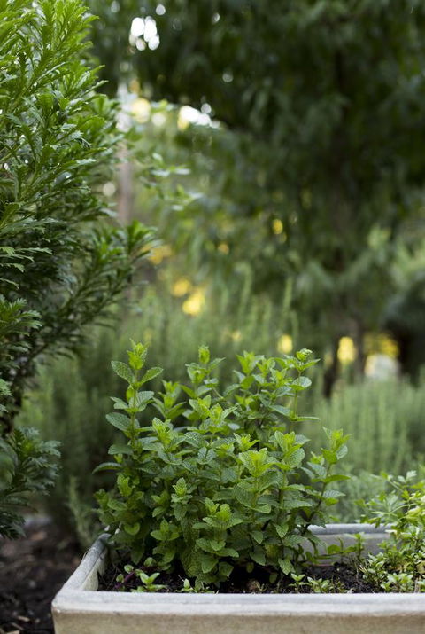 Botanica Editions - VIC Tourism 5