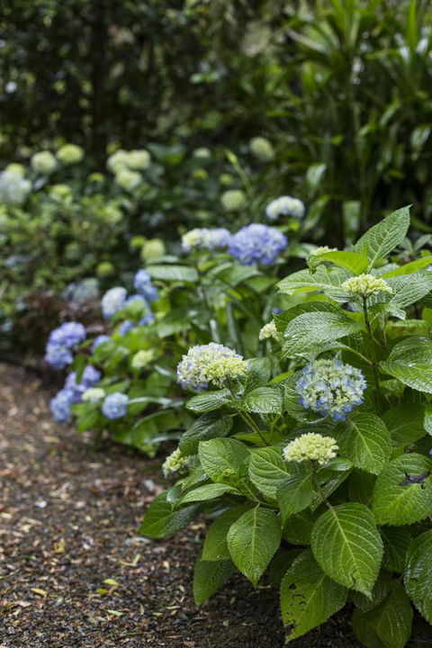 Botanica Editions - VIC Tourism 21