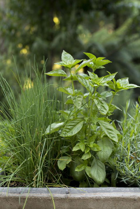 Botanica Editions - VIC Tourism 44